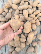 Lade das Bild in den Galerie-Viewer, 10kg Brandenburger Bio-Kartoffeln von PlantAge eG
