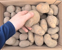 Lade das Bild in den Galerie-Viewer, 10kg Brandenburger Bio-Kartoffeln von PlantAge eG
